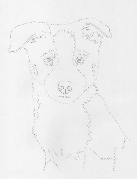 Бордер колли срисовка карандашом для срисовки