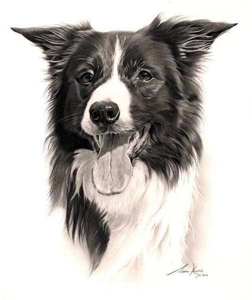 Лайны бордер колли