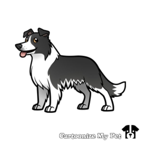 Бордер колли рисунок мультяшный