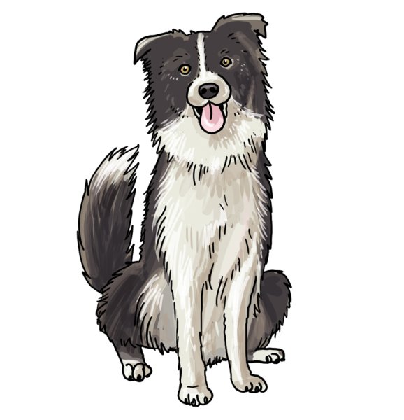 Бордер колли из мультика