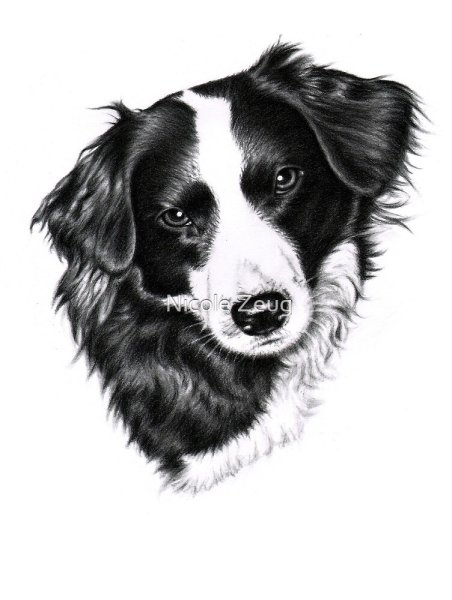 Бордер колли набросок