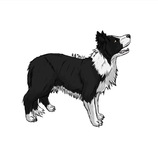 Бордер колли аниме