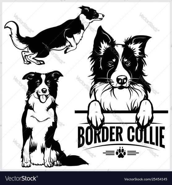 Логотип бордер колли