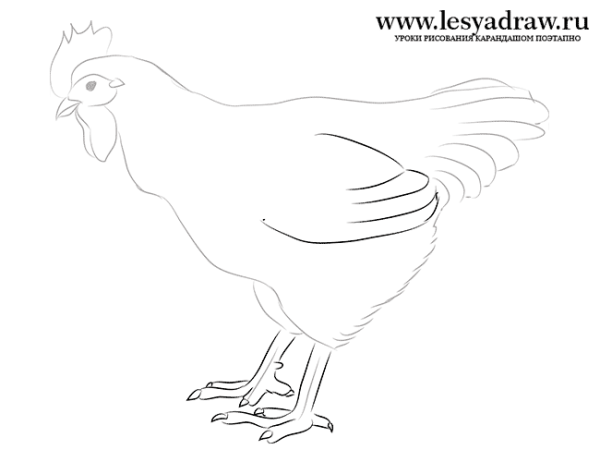 Чёрная курица рисунок карандашом
