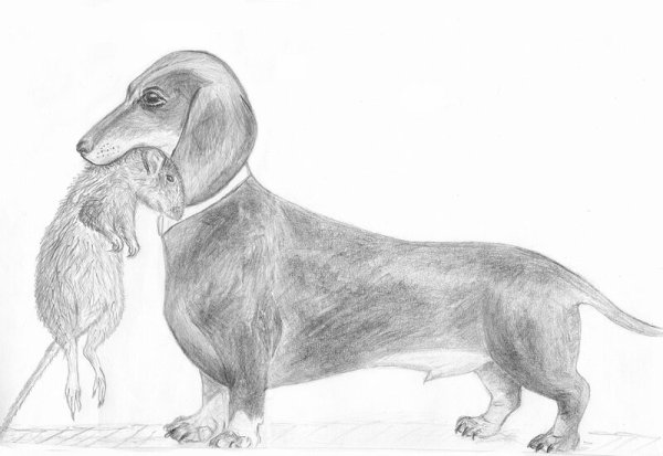 Такса рисунок