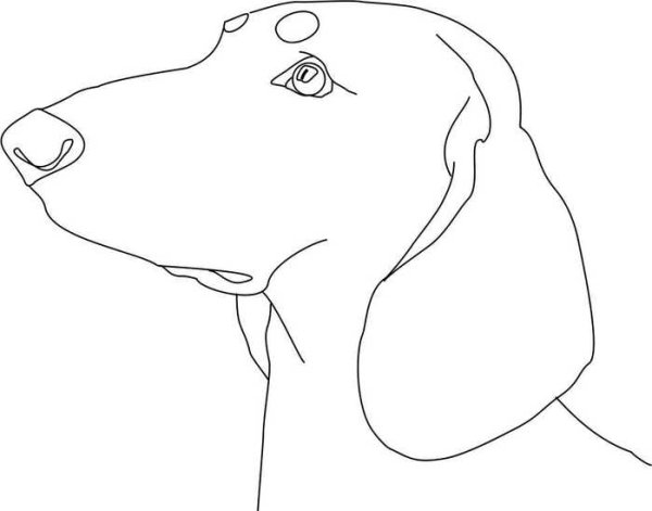 Такса сидит рисунок сбоку