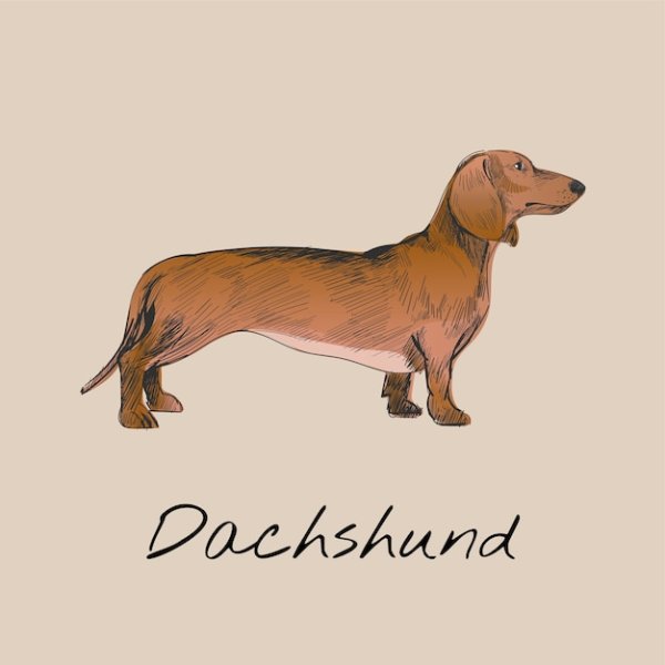 Такса скетч