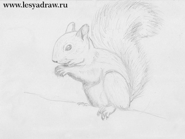 Белка карандашом