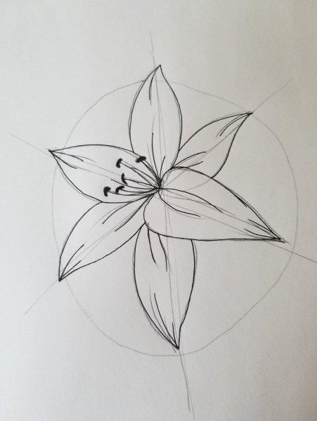 Цветок карандашом легкий