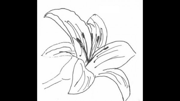 Рисунок лилии для срисовки поэтапно