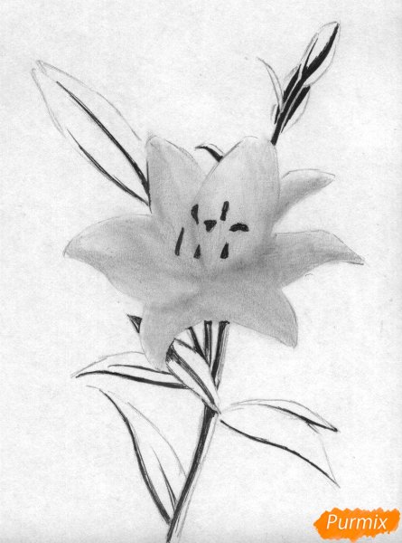 Цветы лилии карандашом