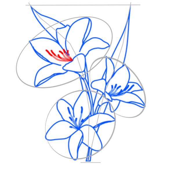 Поэтапное рисование лилии