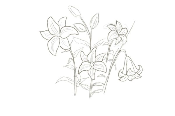 Цветы рисунок карандашом