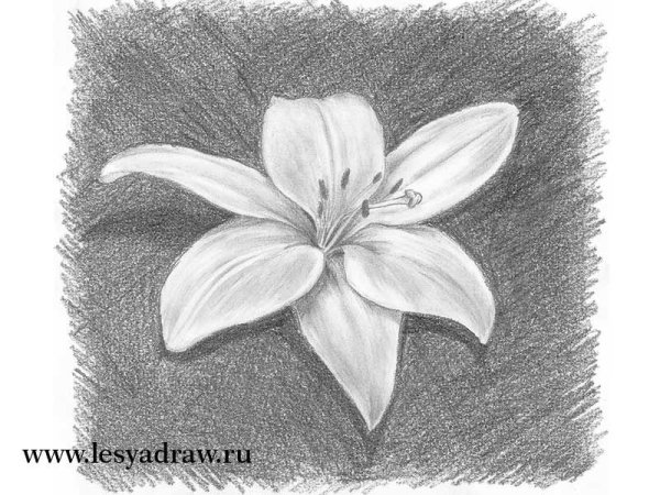 Рисунки цветов карандашом