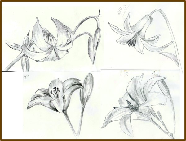 Лилии цветными карандашами