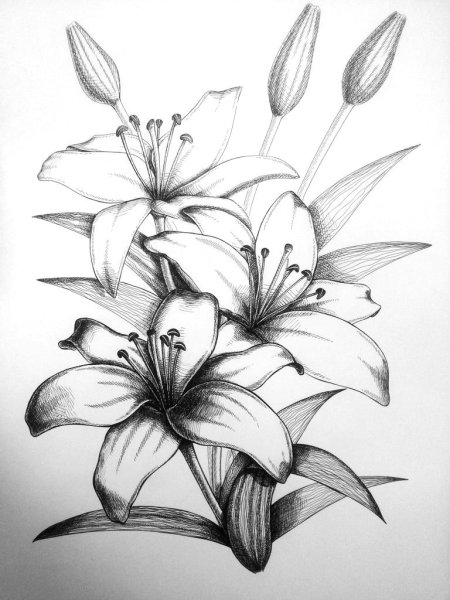 Рисунки карандашом цветы для начинающих