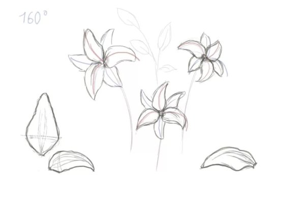 Поэтапное рисование лилии