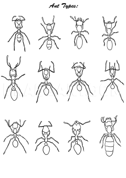 Нарисовать муравья