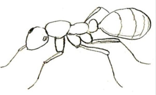 Муравей пошаговое рисование для детей