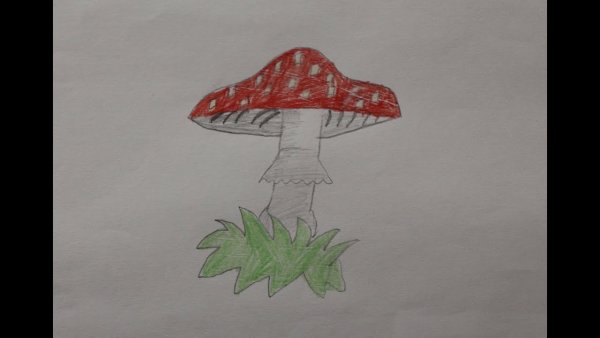 Мухомор инди КИД