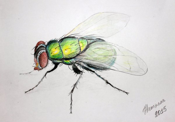 Муха раскраска для детей