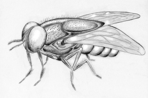 Изображение мухи для детей