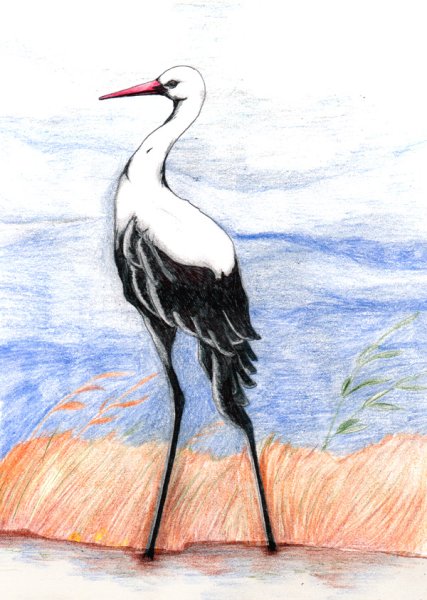 Журавль рисунок