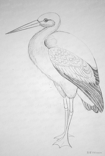 Журавль карандашом