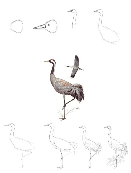 Журавль поэтапное рисование