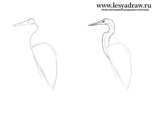 Цапля поэтапное рисование
