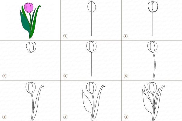 Как нарисовать тюльпан карандашом поэтапно для начинающих