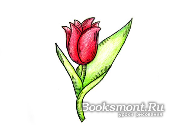 Рисунки тюльпаны для срисовки лёгкие и красивые