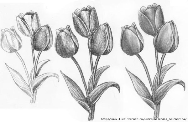 Тюльпан рисунок карандашом