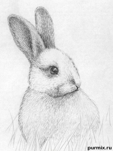 Поэтапное рисование кролика
