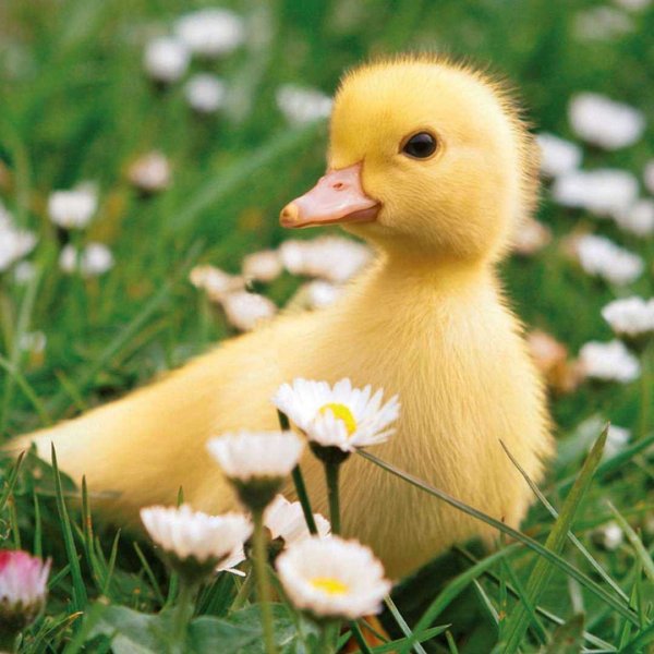 Mallard художник