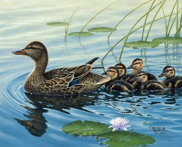 Утенок раскраска