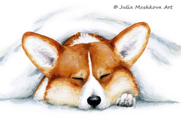 Корги рисунок карандашом