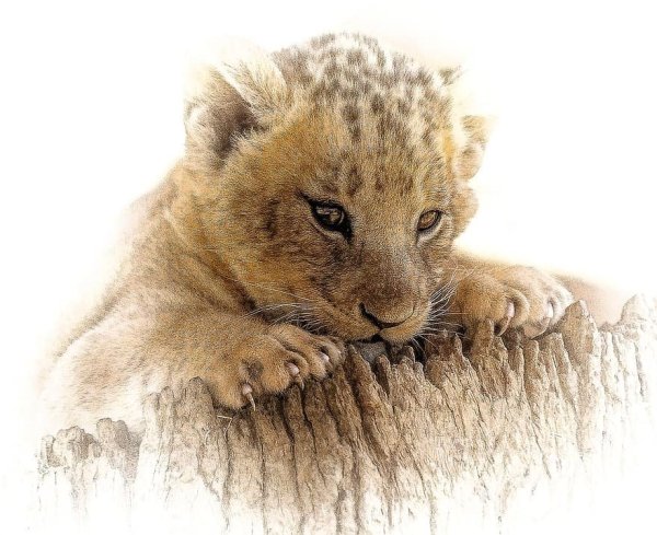 Львенок арт