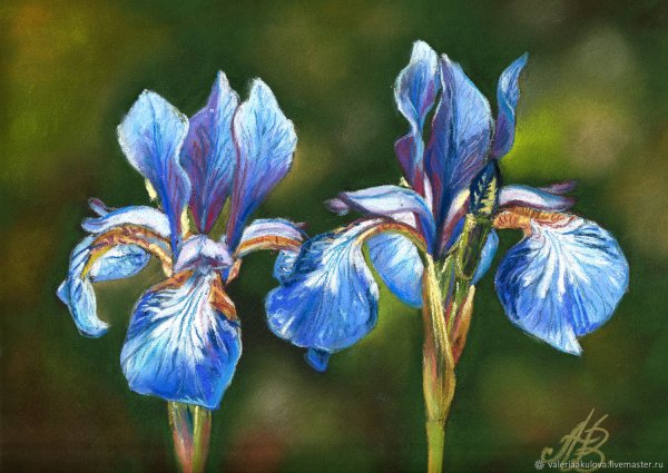 Ирис цветок