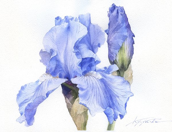 Ирисы художница Marianne Broome