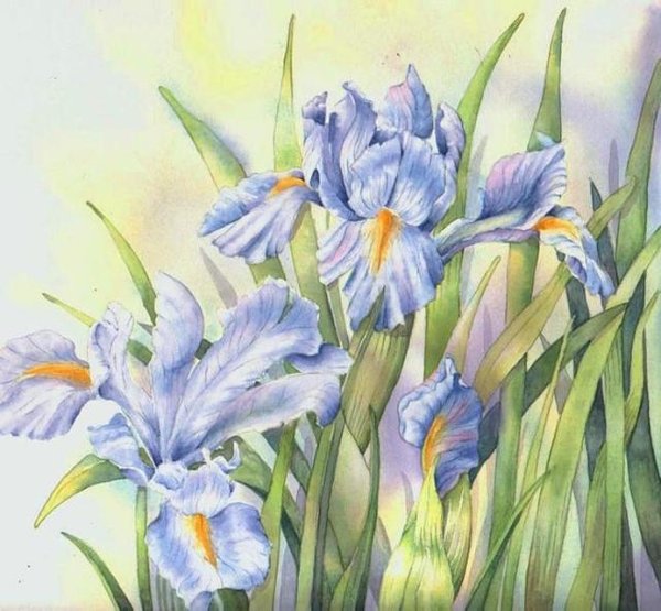 Художник Триша Хардвик ирисы