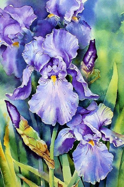 Энн Мортимер акварель