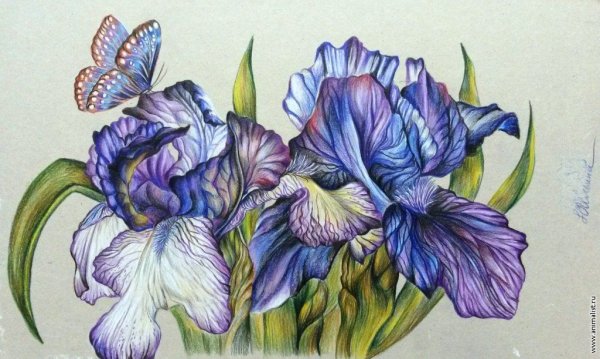 Цветы акварельными карандашами