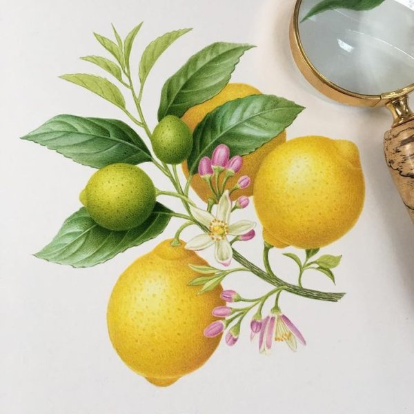 Витраж лимоны на ветке