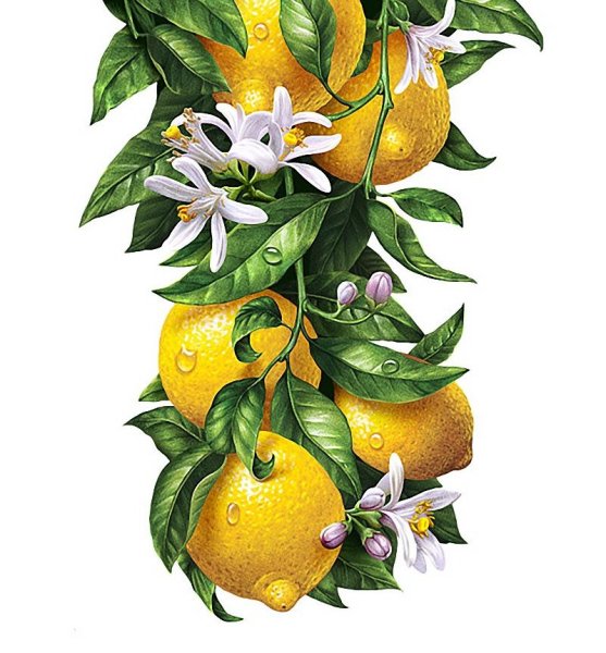 Лимон рисунок акварелью