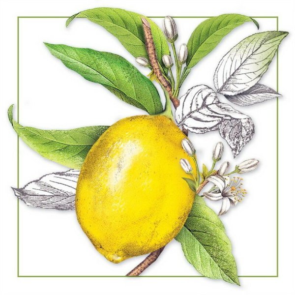 Цветок лимона живопись