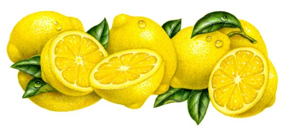 Ветка лимона