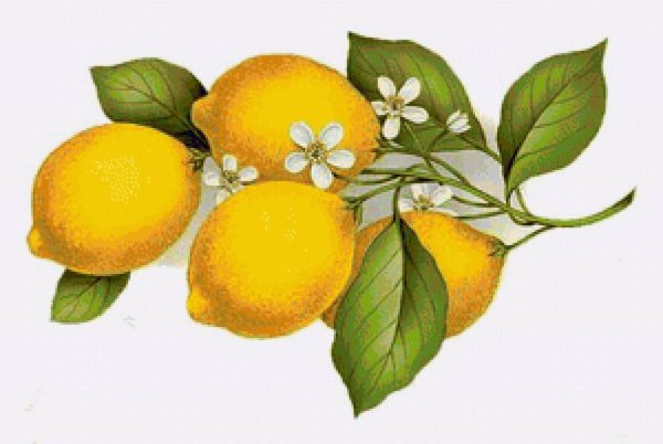 Лимоны живопись