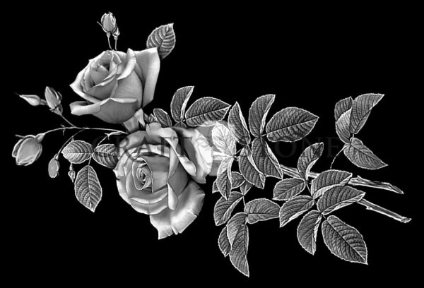 Розы на памятник