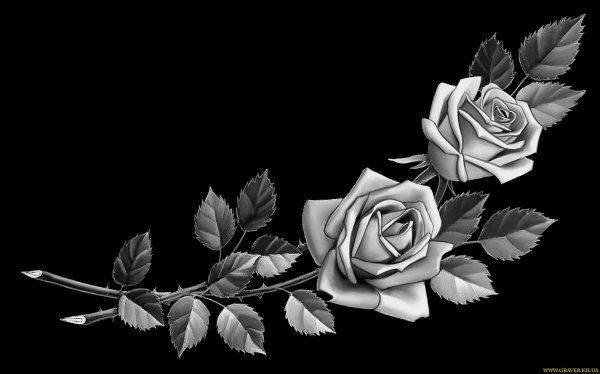 Розы на гранит отретушированные